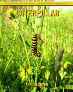 Bertrand.pt - Caterpillar