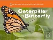 Caterpillar To Butterfly