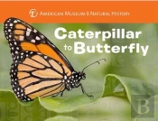 Caterpillar To Butterfly