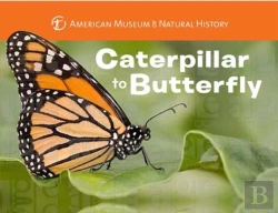 Bertrand.pt - Caterpillar To Butterfly