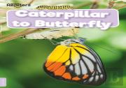 Caterpillar To Butterfly