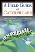Caterpillars In The Field And Garden