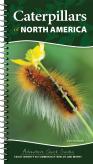 Caterpillars Of North America