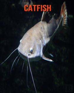 Bertrand.pt - Catfish