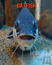 Catfish
