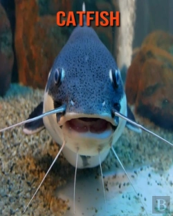 Bertrand.pt - Catfish