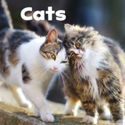 Bertrand.pt - Cats