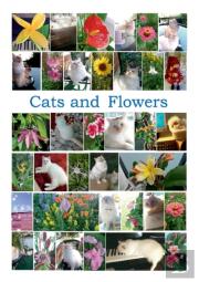 Cats And Flowers