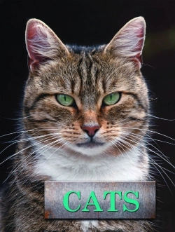 Bertrand.pt - Cats