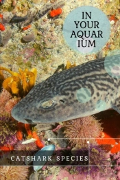 Catshark Species