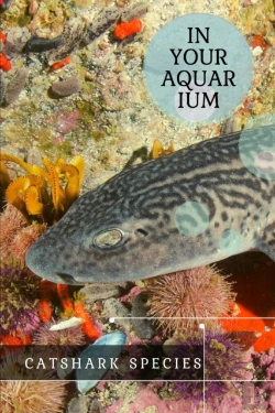 Bertrand.pt - Catshark Species
