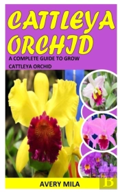 Cattleya Orchid