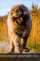 Caucasian Shepherd Dog