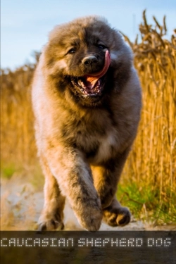 Bertrand.pt - Caucasian Shepherd Dog