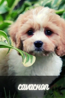 Bertrand.pt - Cavachon
