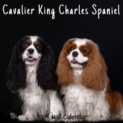 Bertrand.pt - Cavalier King Charles Spaniel 2021 Wall Calendar