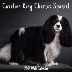 Bertrand.pt - Cavalier King Charles Spaniel 2021 Wall Calendar