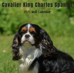 Bertrand.pt - Cavalier King Charles Spaniel 2021 Wall Calendar