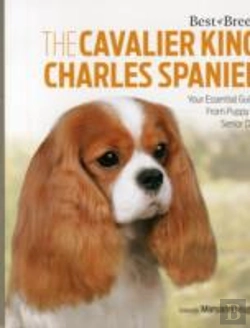 Bertrand.pt - Cavalier King Charles Spaniel