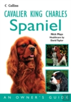 Bertrand.pt - Cavalier King Charles Spaniel