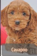 Cavapoo