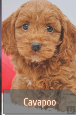 Bertrand.pt - Cavapoo