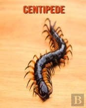 Centipede