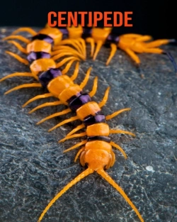 Bertrand.pt - Centipede