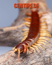 Centipede