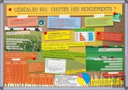 Bertrand.pt - Céréales Bio : Chutes Des Rendements ?