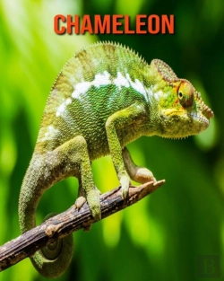 Bertrand.pt - Chameleon
