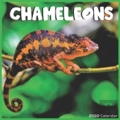 Chameleons 2022 Calendar