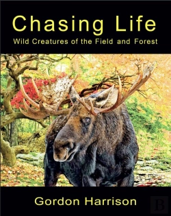 Bertrand.pt - Chasing Life