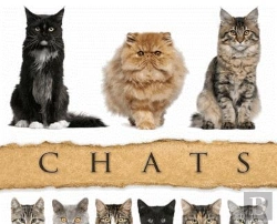Bertrand.pt - Chats