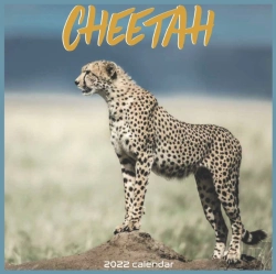 Bertrand.pt - Cheetah 2022 Calendar