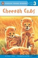 Cheetah Cubs