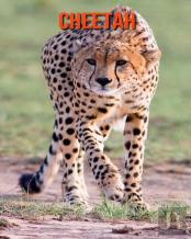 Cheetah