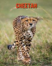 Cheetah