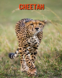 Bertrand.pt - Cheetah