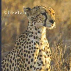 Bertrand.pt - Cheetah