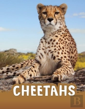 Cheetahs