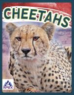 Cheetahs