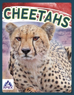 Bertrand.pt - Cheetahs
