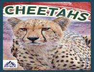 Cheetahs