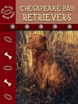 Bertrand.pt - Chesapeake Retrievers