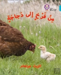 Bertrand.pt - Chick To Hen