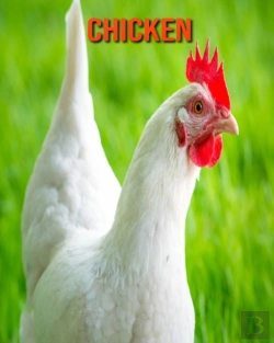 Bertrand.pt - Chicken