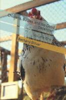 Chickens, Bullies, And No Good Detention