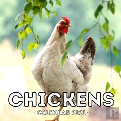 Bertrand.pt - Chickens Calendar 2021