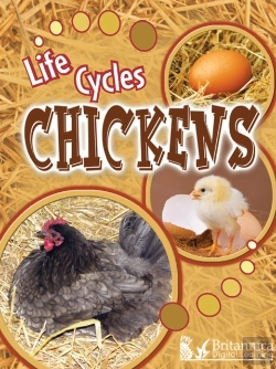 Bertrand.pt - Chickens